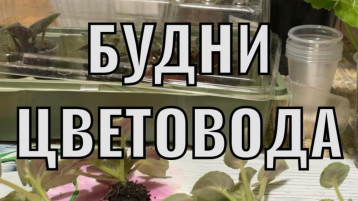 «Будни цветовода» «Будни цветовода».