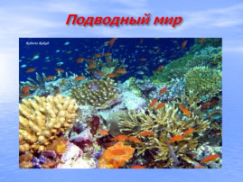 «Обитателями морского дна» «Обитателями морского дна».
