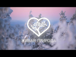 «Живая природа» «Живая природа».